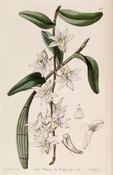 Dendrobium